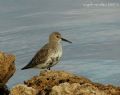 Calidris alpina